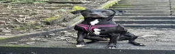 Mixed Breed dogs for sale: Bonnie/Bella  - Advert 7