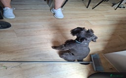 Miniature Schnauzer dogs for sale: Milo & Trent - Image 4