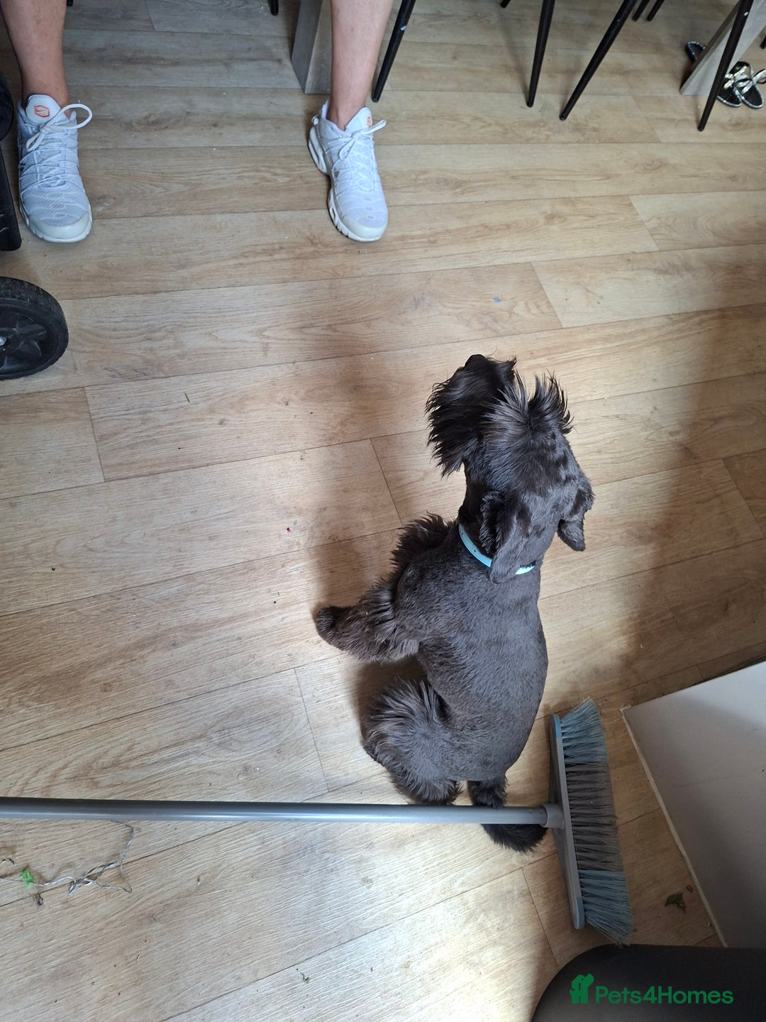 Miniature Schnauzer dogs for sale: Milo & Trent - Image 4