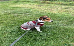 Jack Russell dogs for sale: 2yr old JRT **PLEASE read description** - Image 4