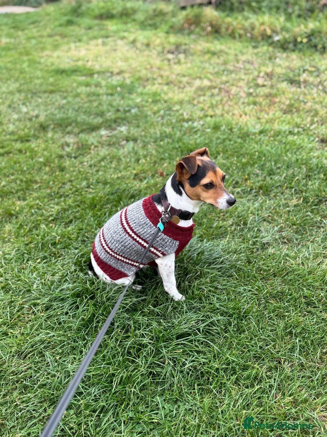 Jack Russell dogs for sale: 2yr old JRT **PLEASE read description** - Image 4