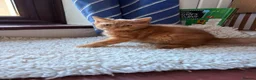 British Shorthair cats for sale: Fawn Tortie & Cinnamon Tortie sisters - Advert 12