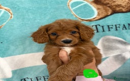 Cavapoo dogs for sale: READY NOW!! F1 Cavapoos  - Image 4