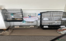 Canaries birds for sale: Canaries  - Image 16