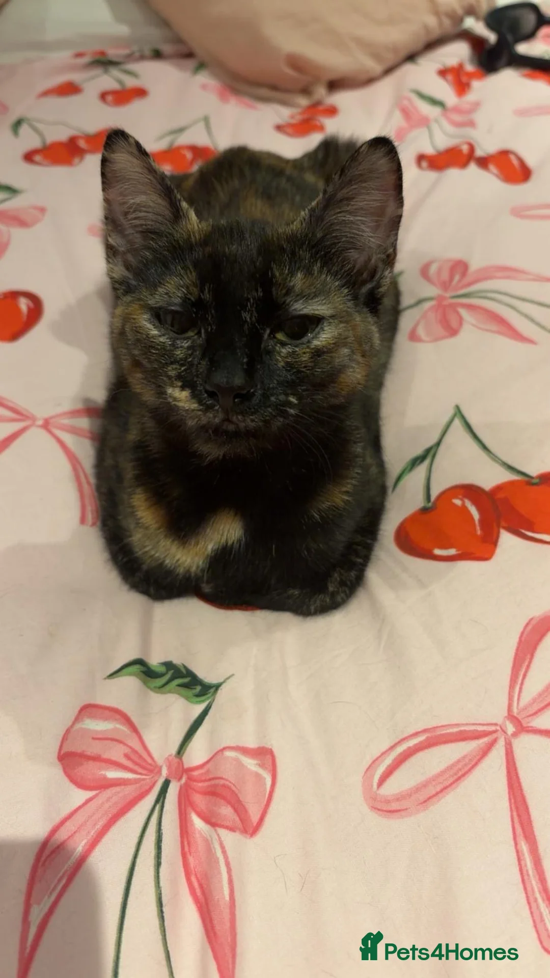 Mixed Breed cats for sale: Looking to rehome 2 beautiful Cats - Advert 2