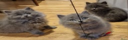British Longhair cats for sale: Blue & Lilac Gorgeous fluffy BLH male kittens - Advert 4