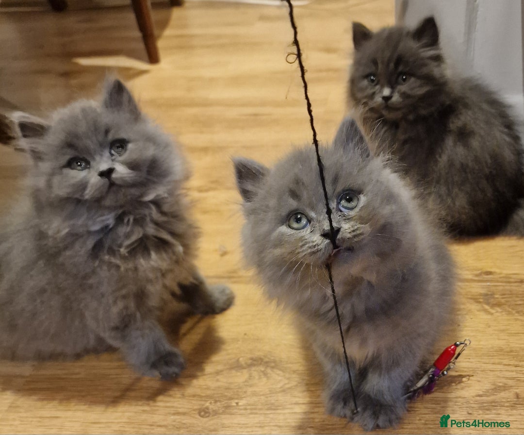 British Longhair cats for sale: Blue & Lilac Gorgeous fluffy BLH male kittens - Advert 4