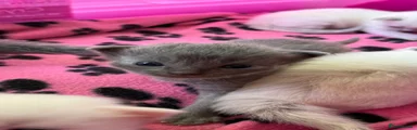 Ragdoll Kitten 1