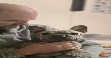 French Bulldog dogs - Advert 8