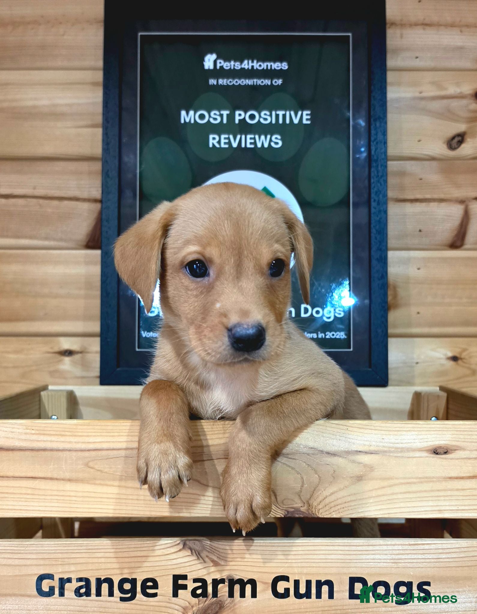 Labrador Retriever dogs 1 FOX RED KC BOY LABS WITH HEALTH TESTED PARENTS - Advert 2
