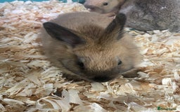 Netherland Dwarf rabbits for sale: Beautiful baby bunnies for sale  - Image 4