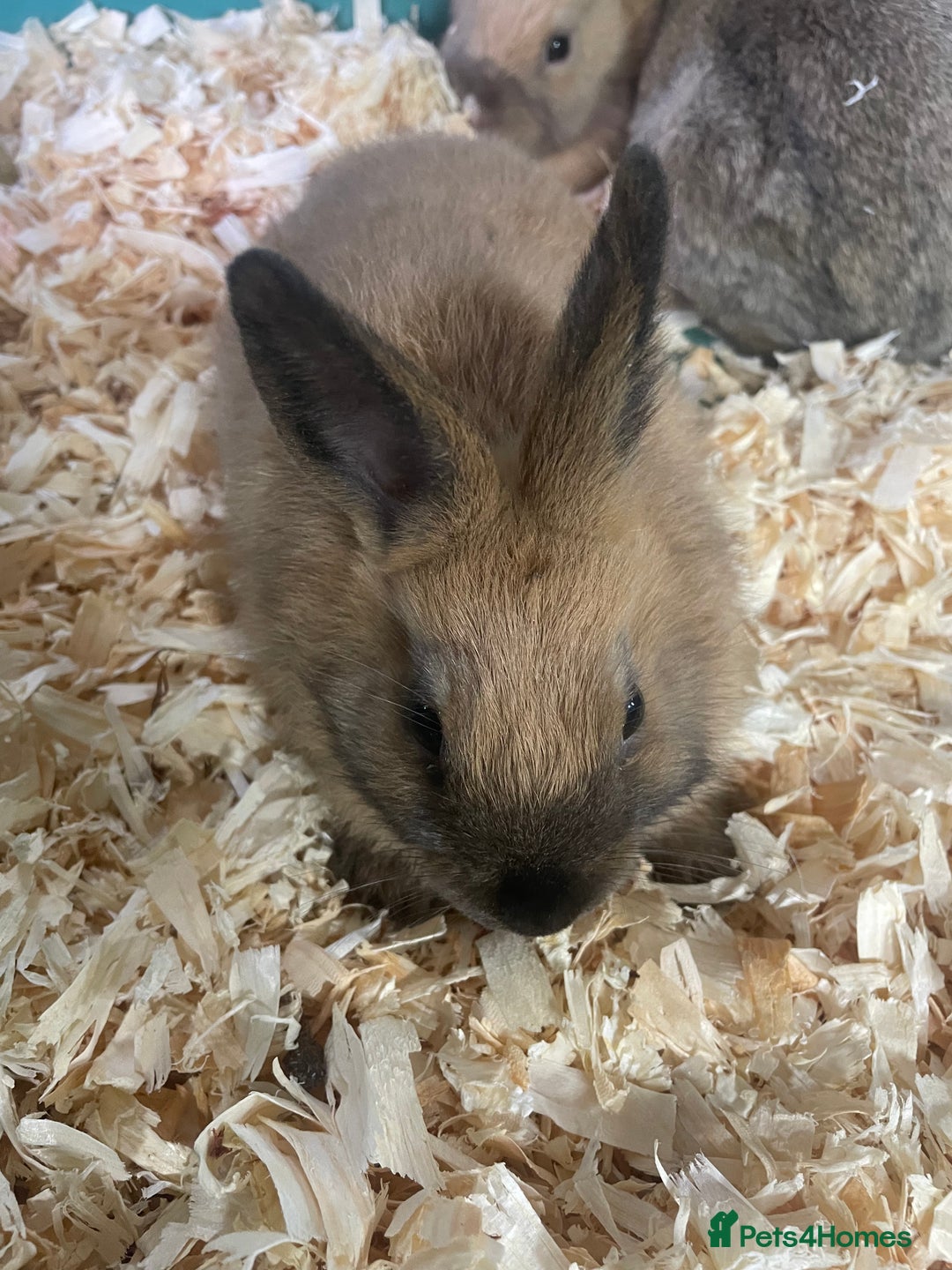 Netherland Dwarf rabbits for sale: Beautiful baby bunnies for sale  - Image 4