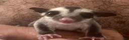 Sugar Glider rodents for sale: Mosaic male and grey female both het creamino - Advert 3