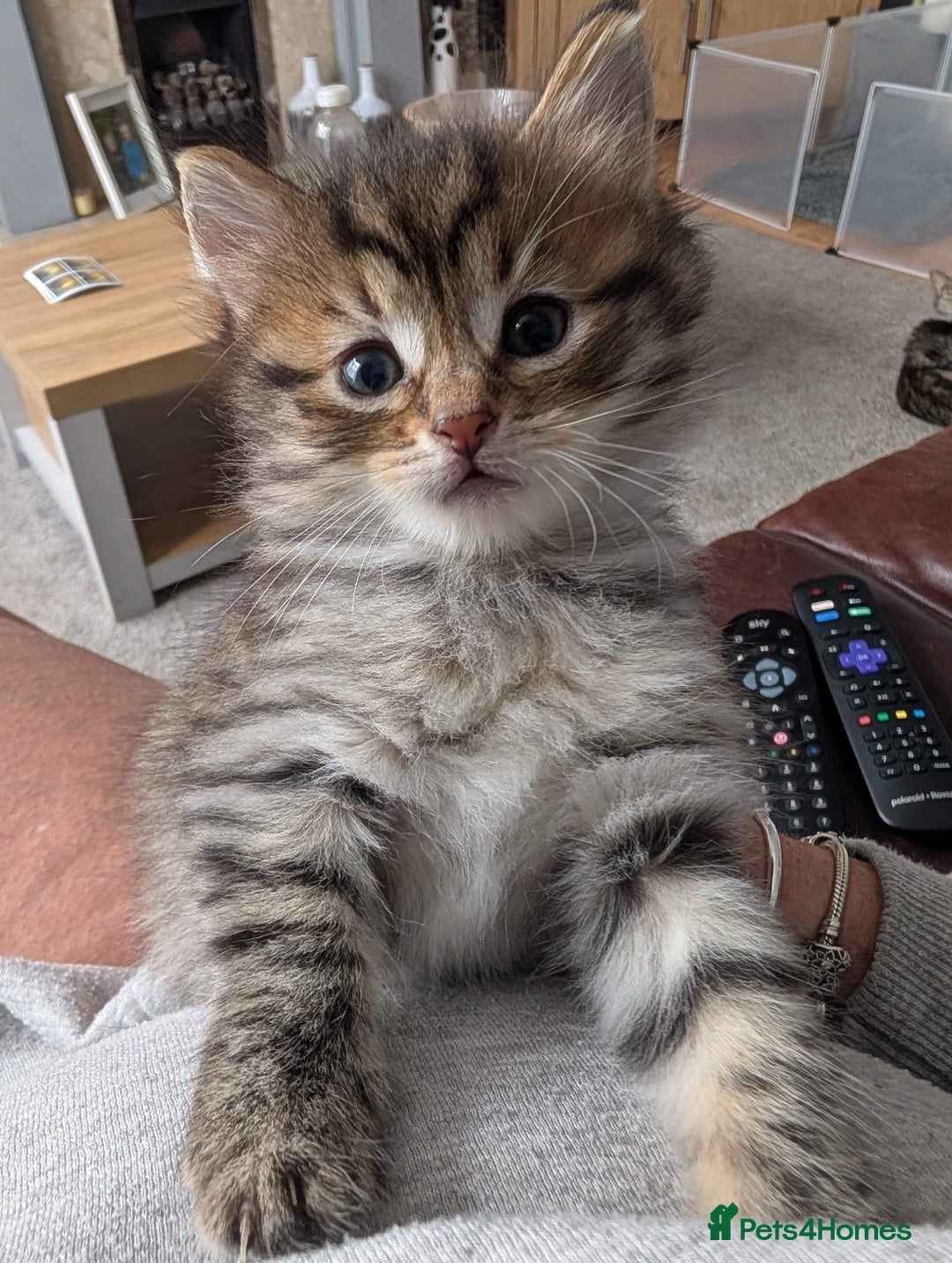 Mixed Breed cats for sale: Ragdoll Mix Kittens  - Image 7