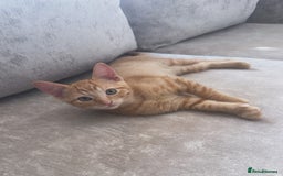 Domestic Shorthair cats for sale: Pumpkin 🎃 & Maple 🍁  - Image 11