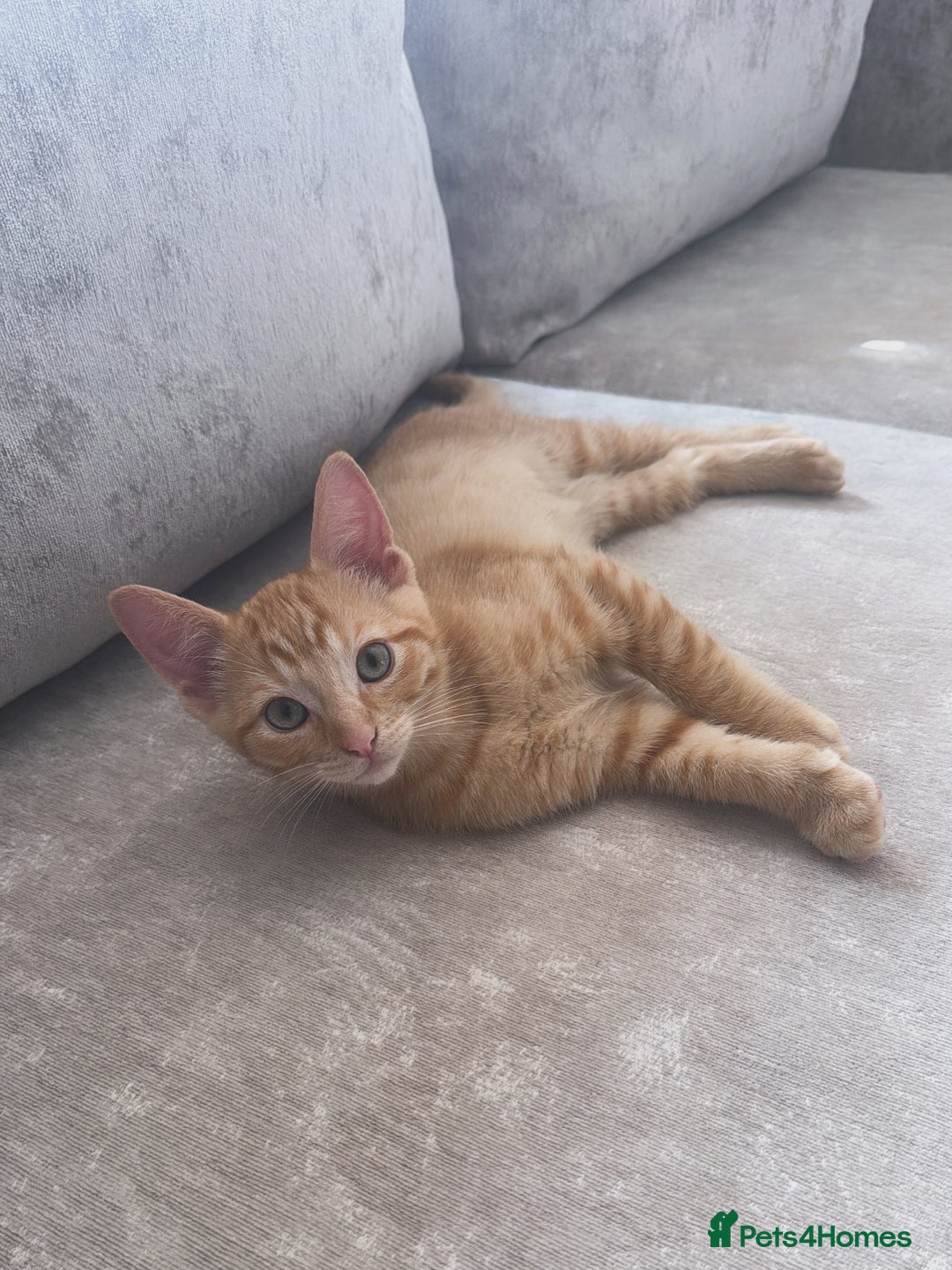 Domestic Shorthair cats for sale: Pumpkin 🎃 & Maple 🍁  - Image 11