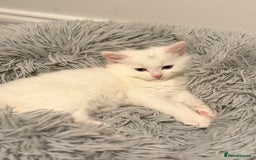 Mixed Breed cats for sale: 3 beautiful kittens available  - Advert 17