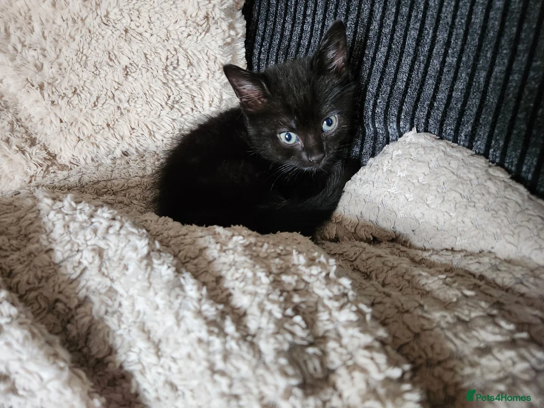 Mixed Breed cats for sale: 2 beautiful boys  - Advert 7