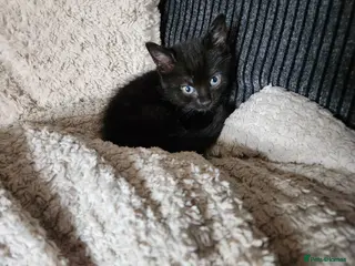 Mixed Breed cats 2 beautiful boys - Advert 2