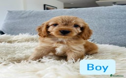 Cockapoo dogs for sale: Beautiful F1 Red/Golden Cockapoo Puppies - Image 16