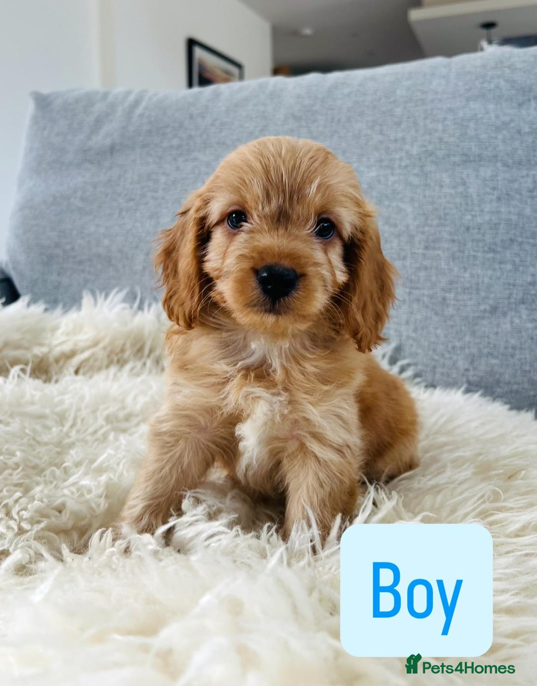 Cockapoo dogs for sale: Beautiful F1 Red/Golden Cockapoo Puppies - Image 16