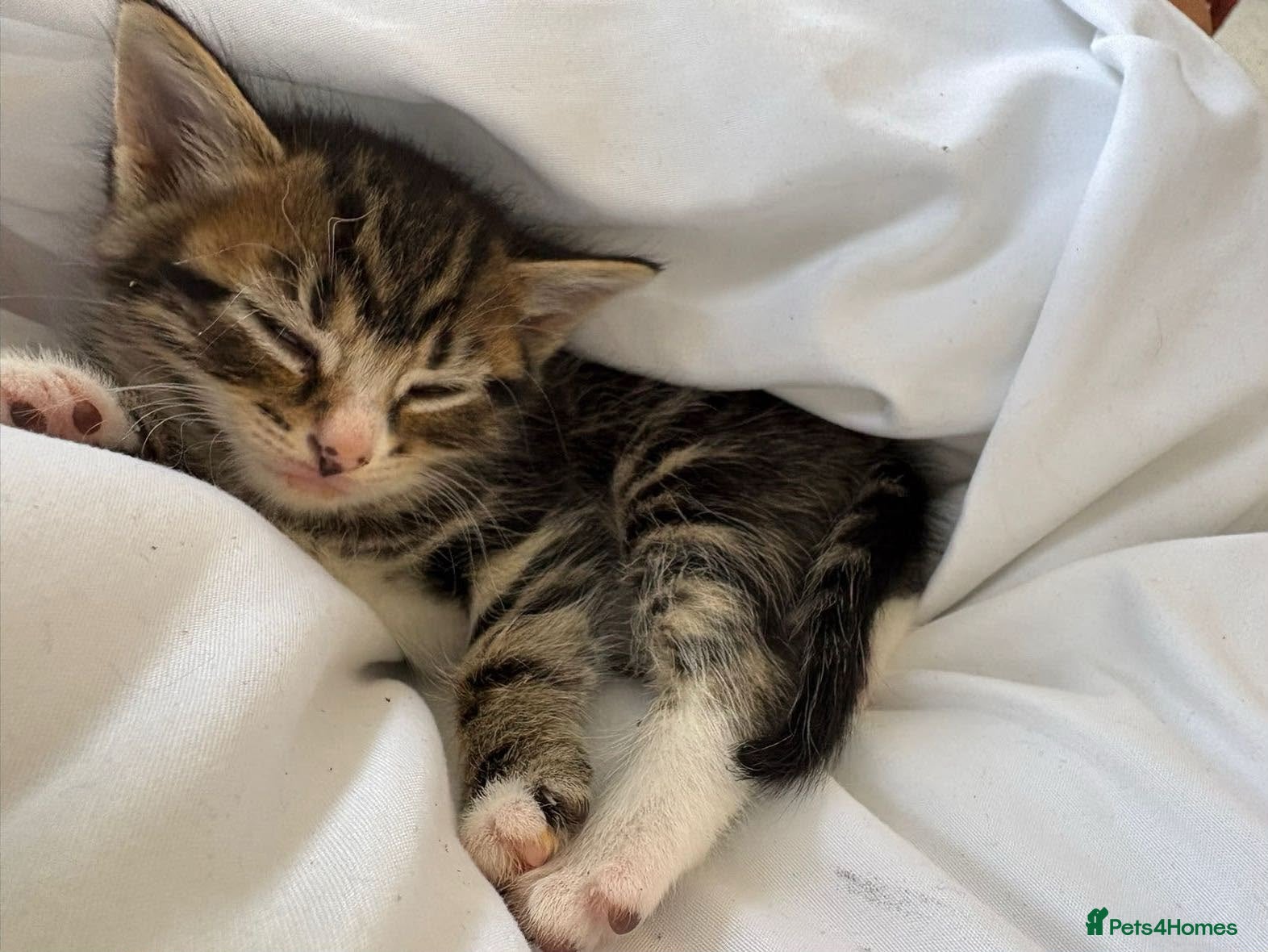 Mixed Breed cats Kittens ready now - Advert 9