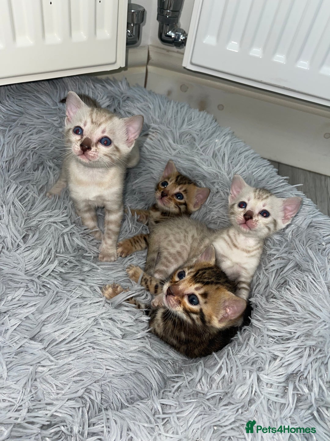 Bengal cats for sale: Bengal kittens for sale - Advert 2