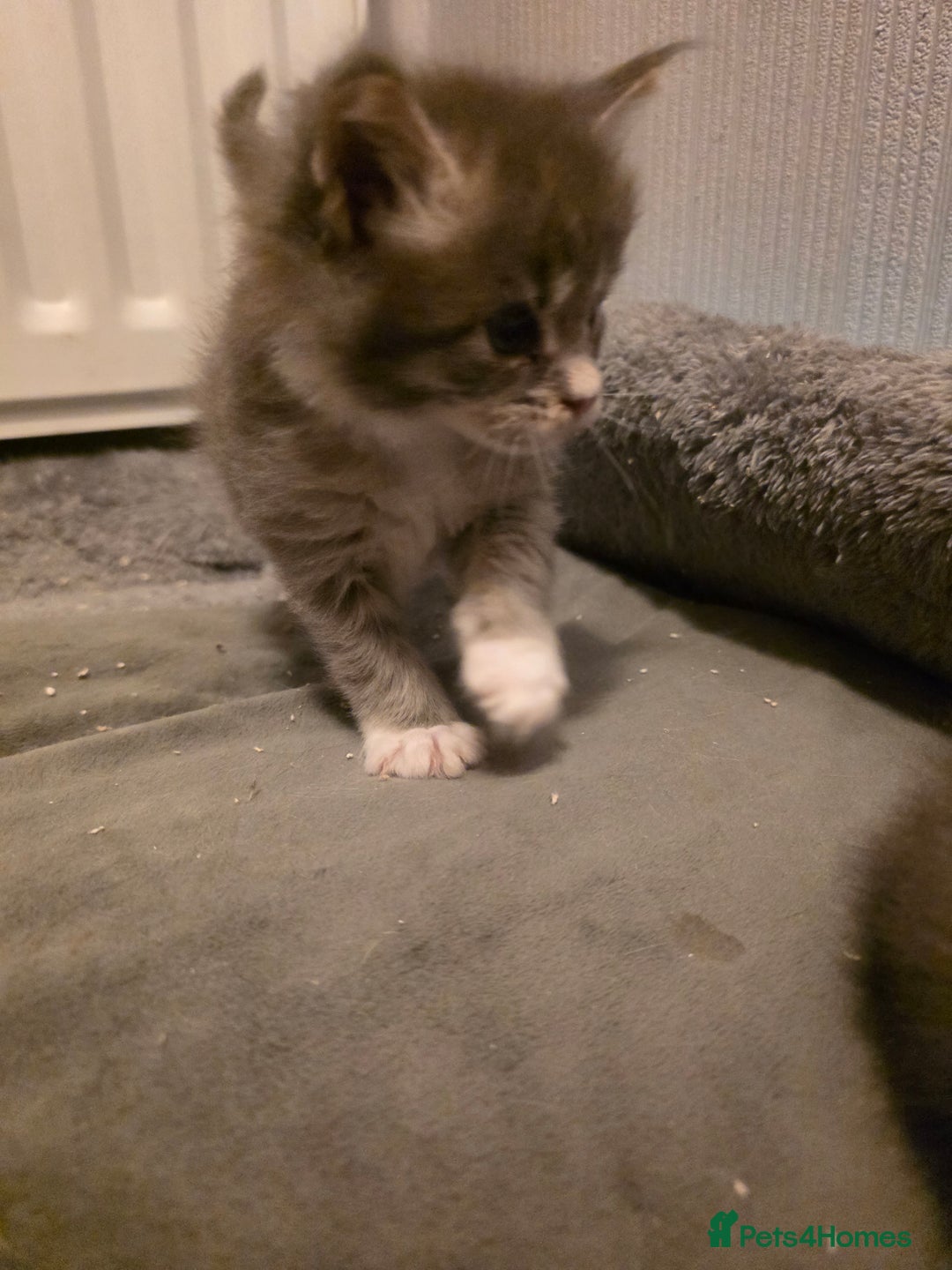 Maine Coon cats for sale: Beautiful Maine Coon Kittens 4 boys/2girl  - Advert 15