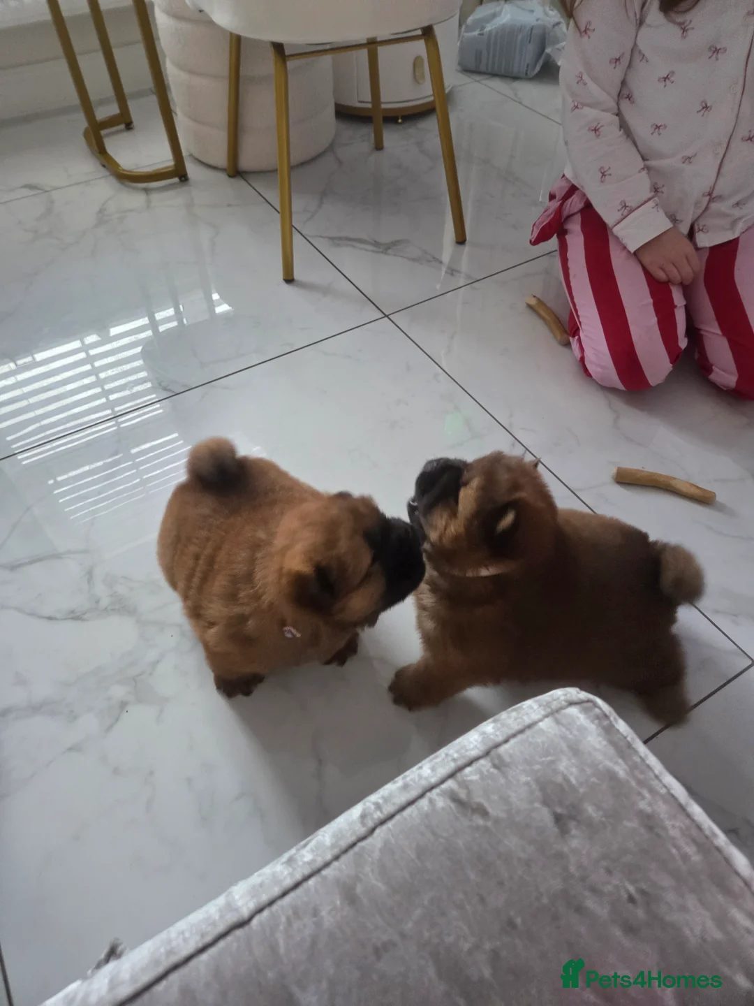 Chow Chow dogs for sale: READY NOW !!! KC REGISTERED CHOW CHOW GIRL - Advert 7