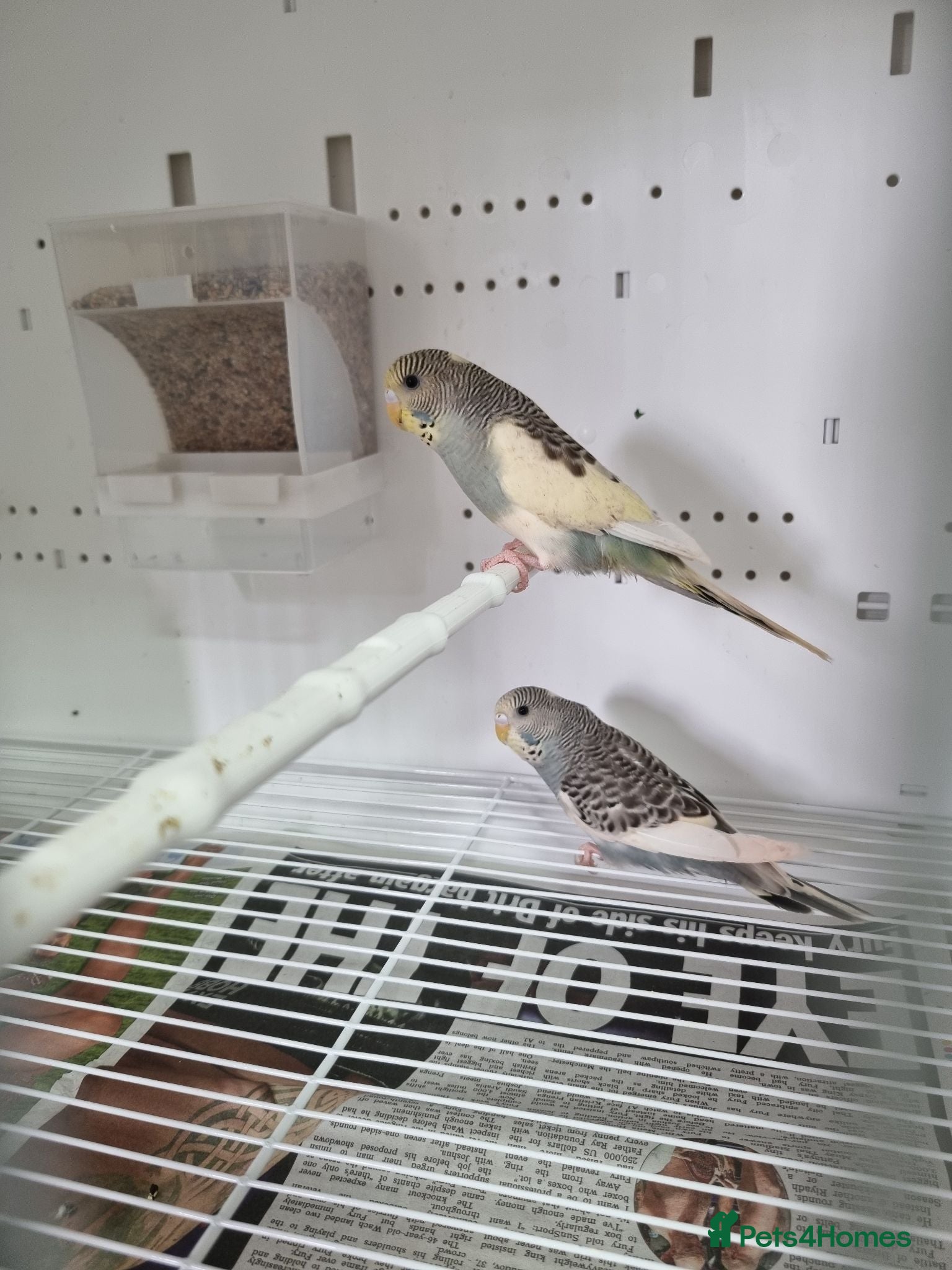 Budgerigars birds Baby Budgies for sale - Advert 2