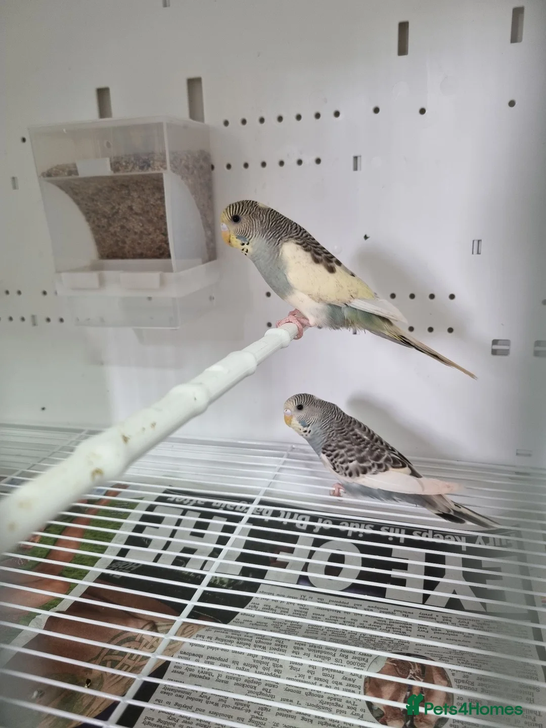 Budgerigars birds for sale: Baby Budgies for sale - Advert 2