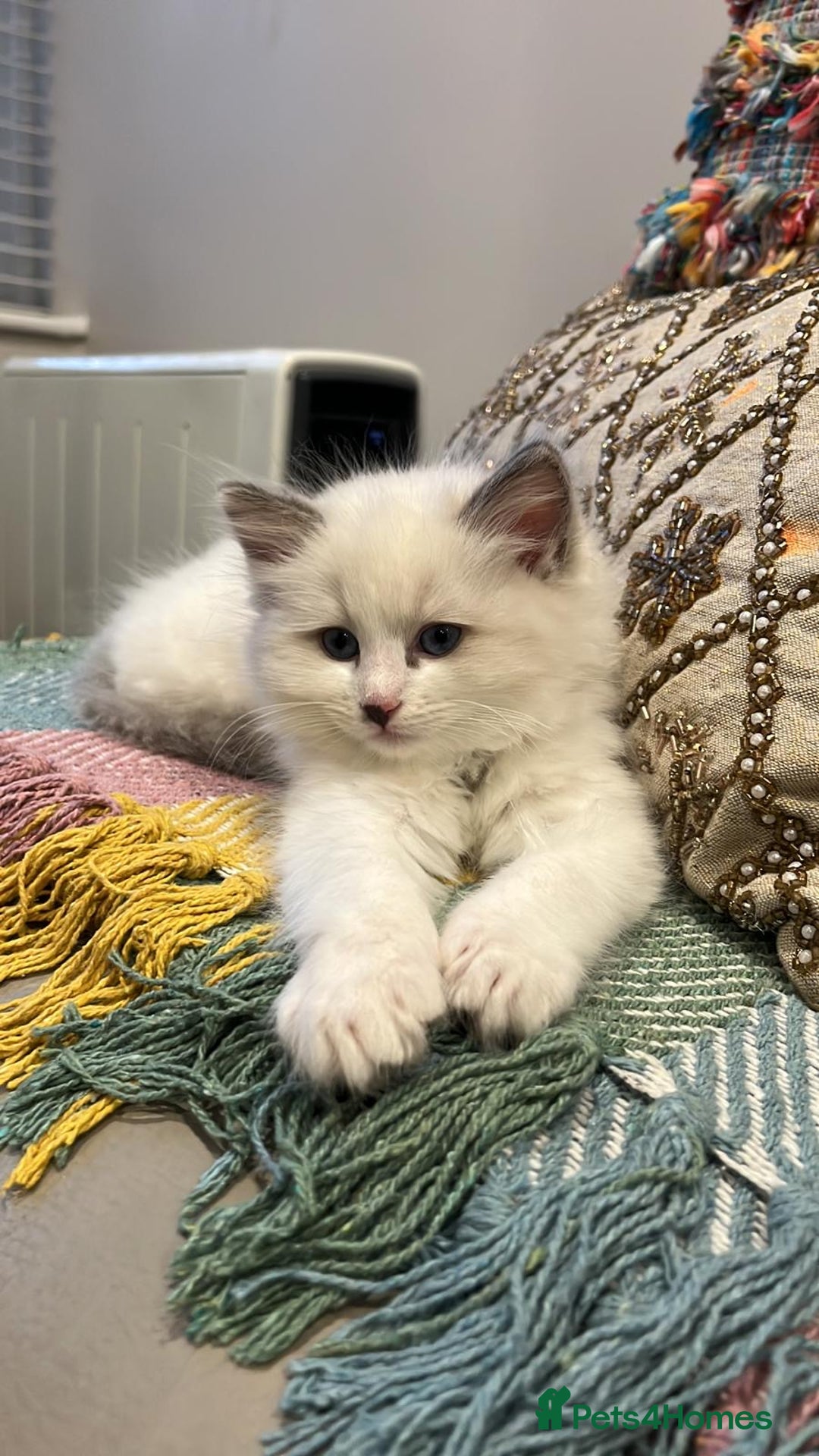 Ragdoll cats for sale: ONE MALE BLUEPOINT RAGDOLL KITTEN BEAUTIFUl BABY - Advert 5