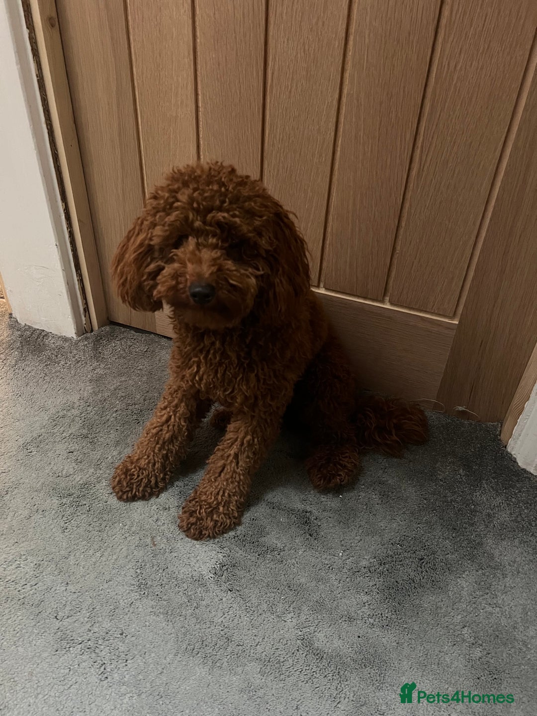 Toy Poodle dogs for stud: Teddy Fox red Proven Toy Poodle for STUD in Bexleyheath - Advert 8