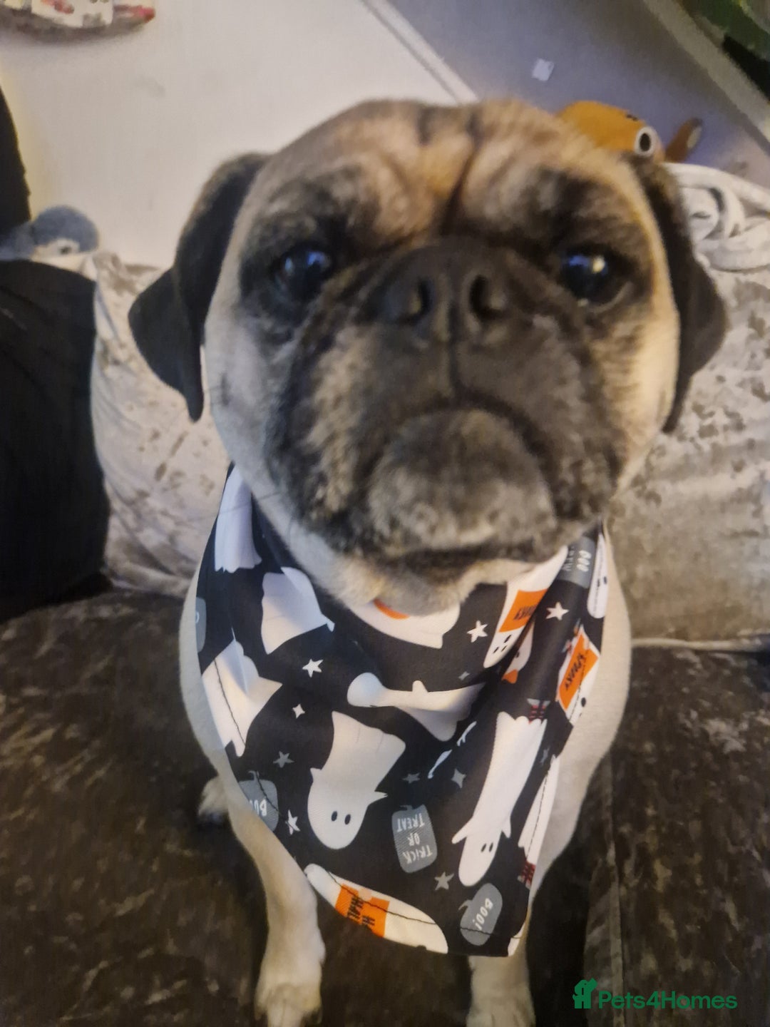 Mixed Breed dogs for sale: 5 year old norrie - Advert 10