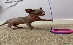 Sphynx cats for sale: Beautiful Pure Sphynx Kittens – Ready Now! - Image 34