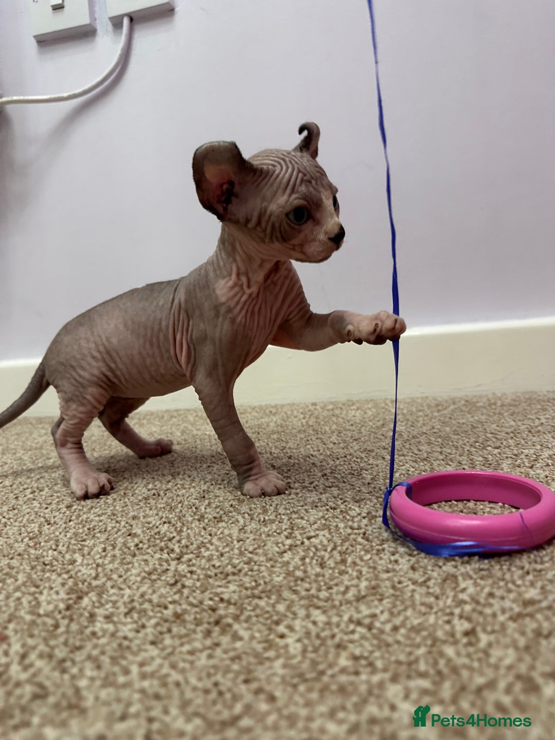 Sphynx cats for sale: Beautiful Pure Sphynx Kittens – Ready Now! - Image 34