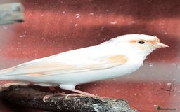 Canaries birds for sale: Beautiful red factor canaries  - Image 2