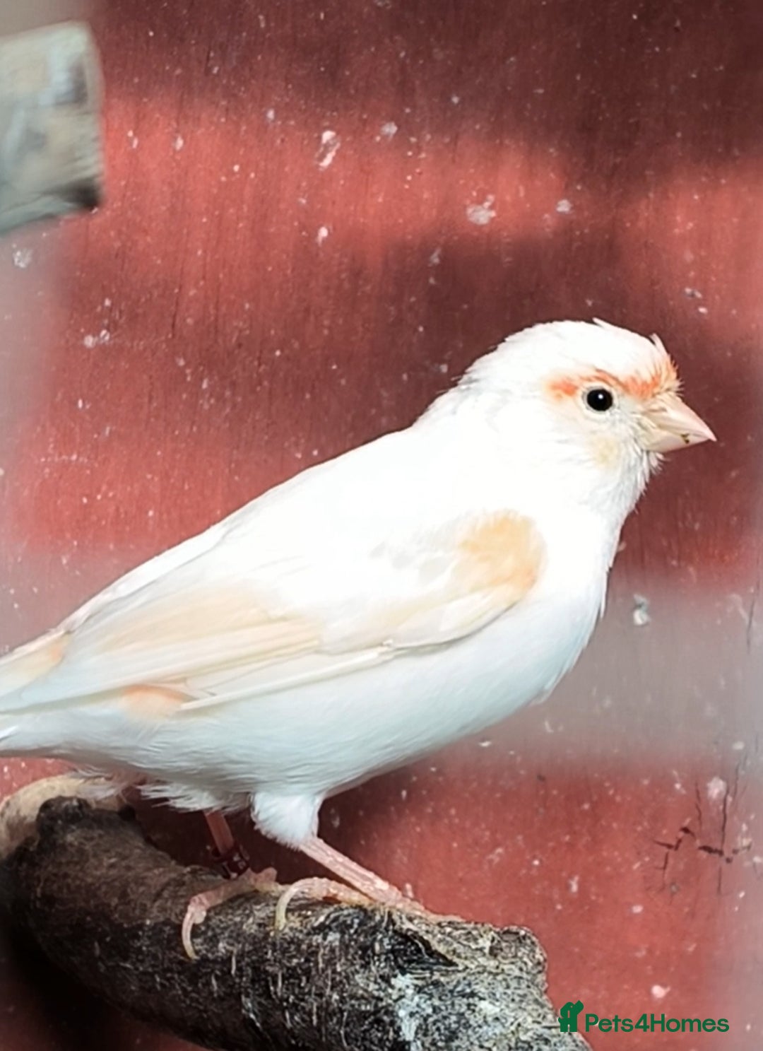 Canaries birds for sale: Beautiful red factor canaries  - Image 2