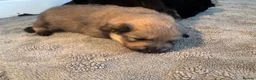 Pomeranian dogs for sale: Five beautiful fluffy Pomeranian puppies  - Advert 6