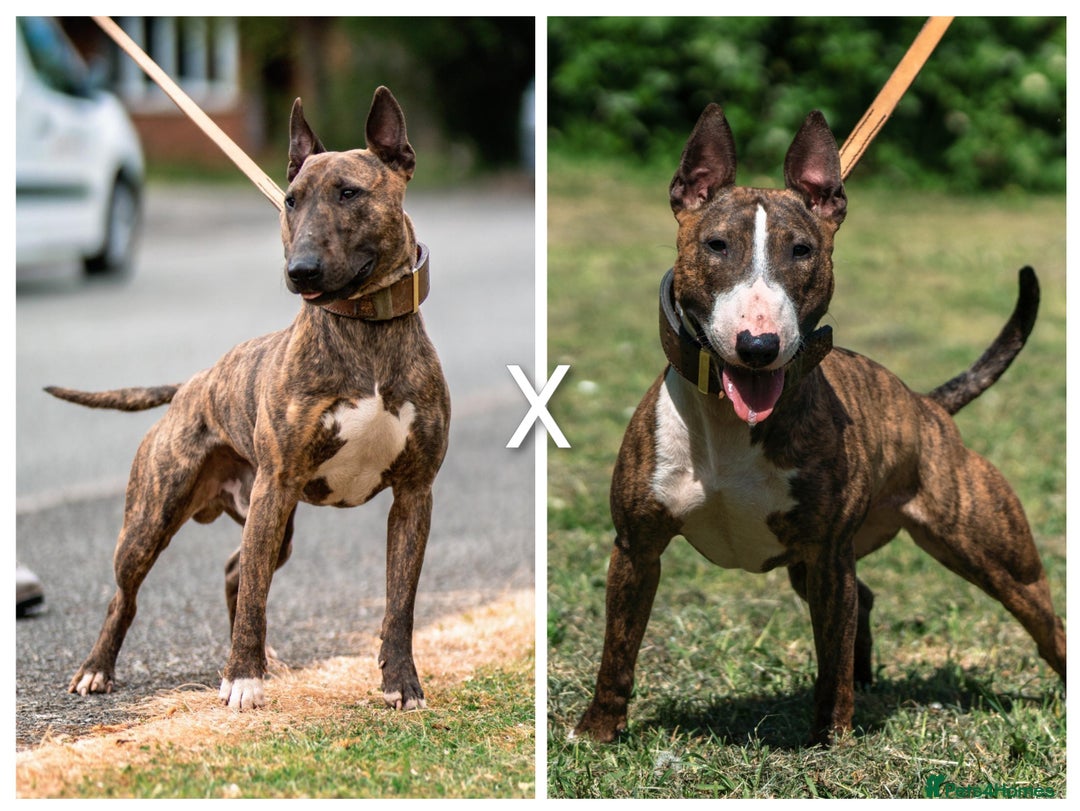 English Bull Terrier dogs for sale: Working line English bull terriers  - Advert 1