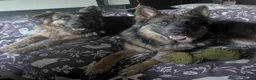 German Shepherd dogs for sale: Blue tan, blue sable Isabella German shepherd pups in Crewe - Advert 3