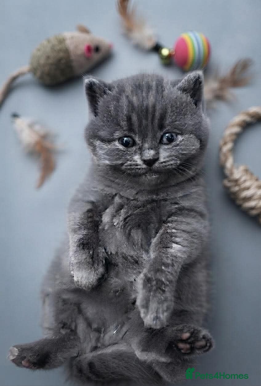 British Shorthair cats Kittens  - Advert 5