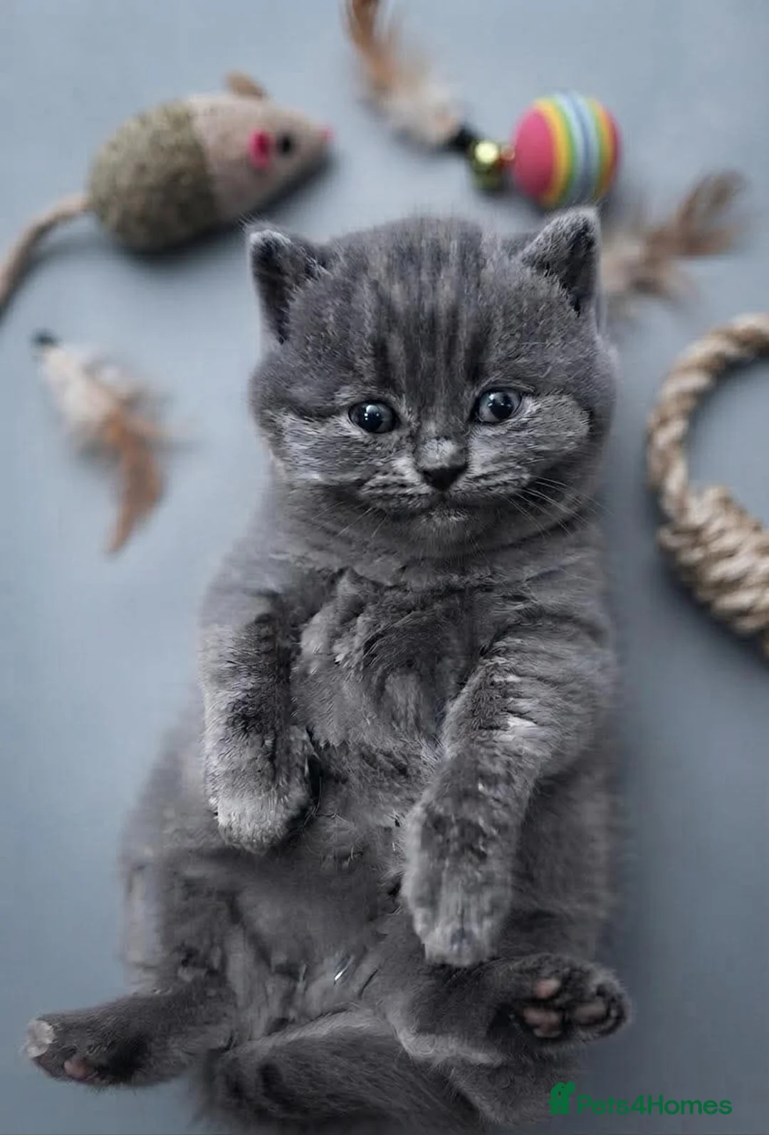 British Shorthair cats for sale: Kittens  - Advert 1