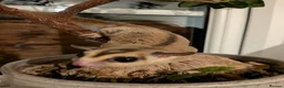 Sugar Glider rodents for sale: 2 male sugar gliders selling with all equipment  - Advert 4