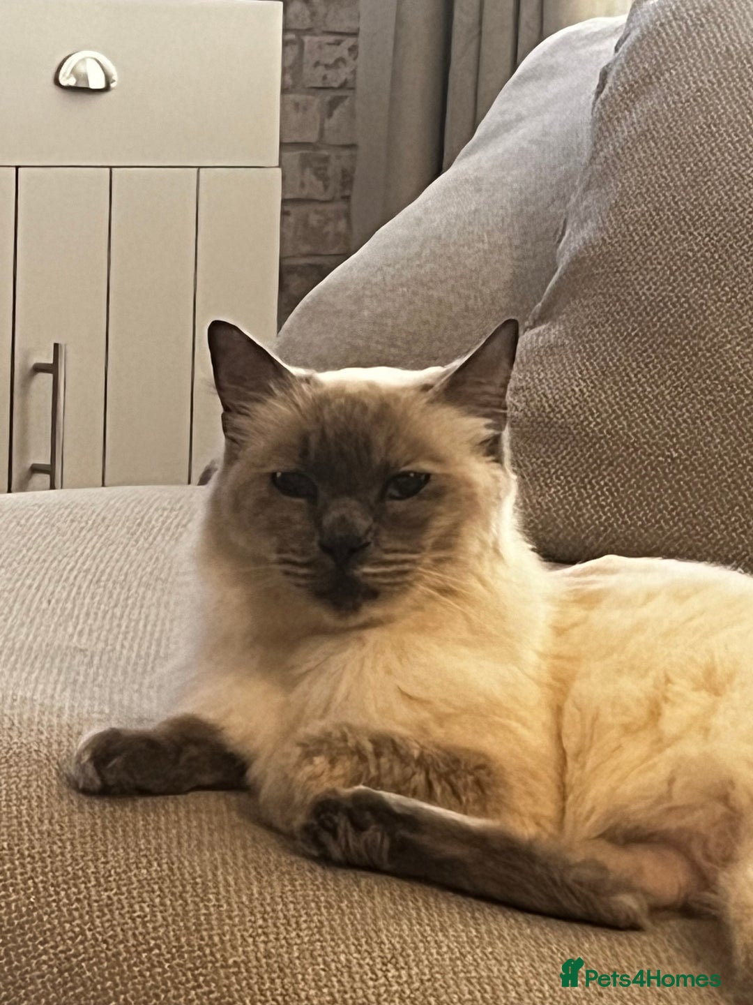 Ragdoll cats for sale: Ivy Rose - Advert 2