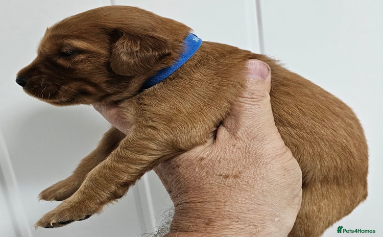 Mixed Breed dogs - Advert 1
