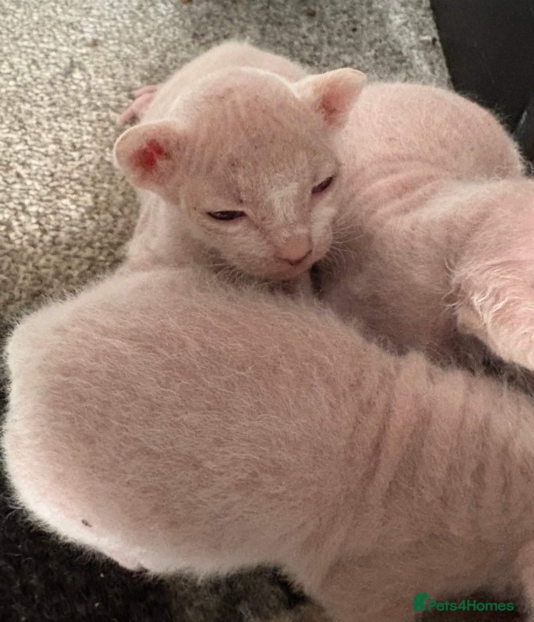 Sphynx cats for sale: Sphynx Kittens - Image 5