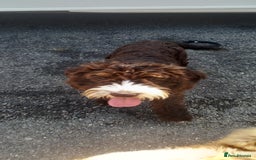 Cockapoo dogs for sale: Cockapoo dog - Advert 4