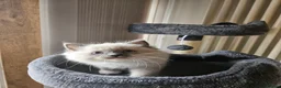 Ragdoll cats for sale: Ragdoll Kitten AVALIABLE  - Advert 20
