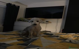 Bedlington Terrier dogs for stud: KC Registered Bedlington Terrier Stud in Ferryhill - Image 8